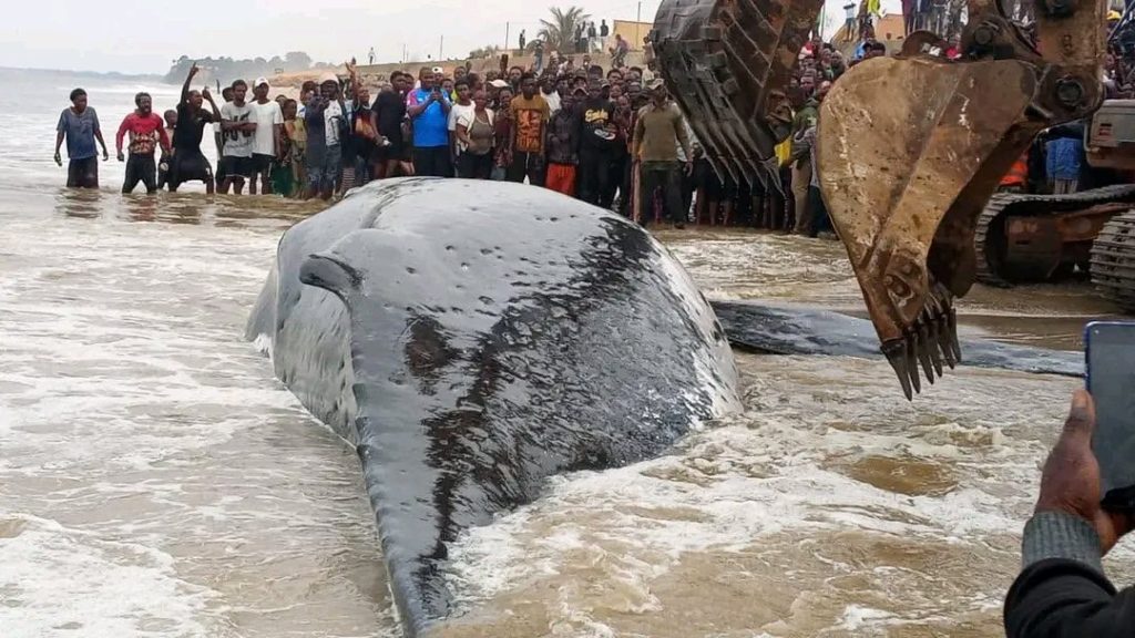 Kongo Central : après la mort de la baleine échouée, l’OCC lance l’évaluation technique de la carcasse