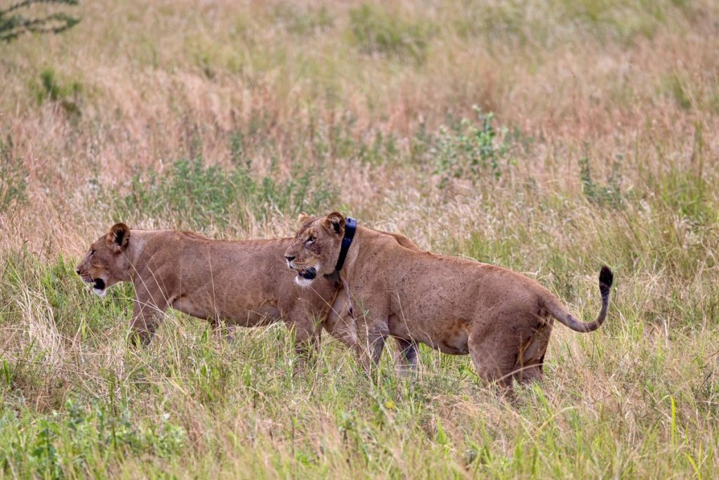 Parc des Virunga : comment les technologies GPS contribuent à la protection des derniers lions de l’Est de la RDC